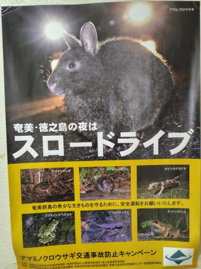 2025年GWノルウェージャンスピリット⑤奄美大島