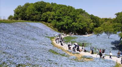 ２０２５年５月  神戸北野坂の「インフィオラータ」～こうべアグリパークの「ネモフィラの丘」へ！