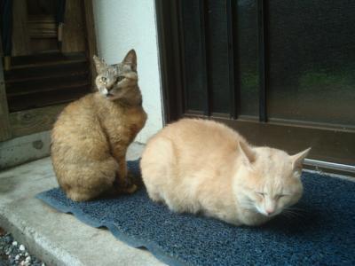 露天風呂で猫に覗かれた！外猫のいる温泉宿、福松荘でのんびり部屋食＆貸切風呂。