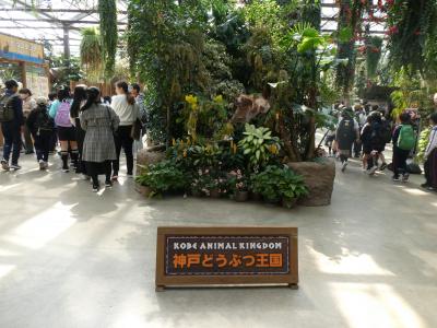  ツァー催行中止で神戸散策１　神戸どうぶつ王国編