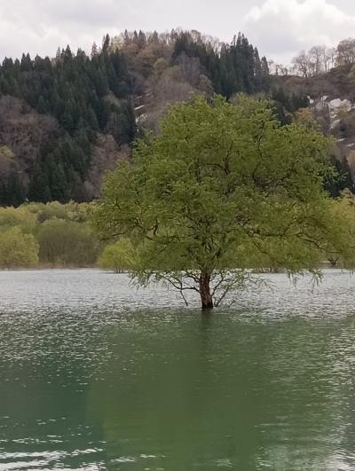米沢の秘湯感たっぷりの秘湯　GWに残雪と少し桜
