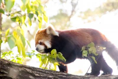 新緑まぶしい４月の埼玉こども動物自然公園は18時まで（後）名前がついても判別は難しいコツメカワウソっ子たち～夕方やっとレッサーパンダのもとへ