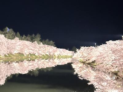 一生に一度は見たい・・いや見るべき弘前の桜。まさに桃源郷。1/2