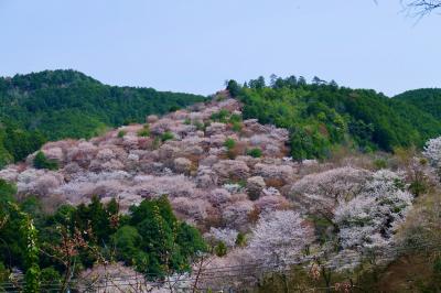 初めての奈良桜井長谷寺・安倍文殊院、吉野の桜と金峰山寺、京都インクラインと仁和寺の桜が見たくて