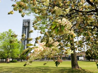 「御正作公園」のサクラ_2025_八重桜と鬱金桜が見頃でした（大泉町）