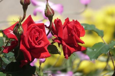 中央公園 薔薇2025  富士市