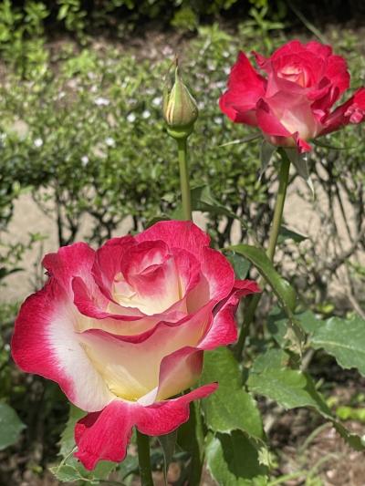 旧古河庭園の”バラフェスティバル”