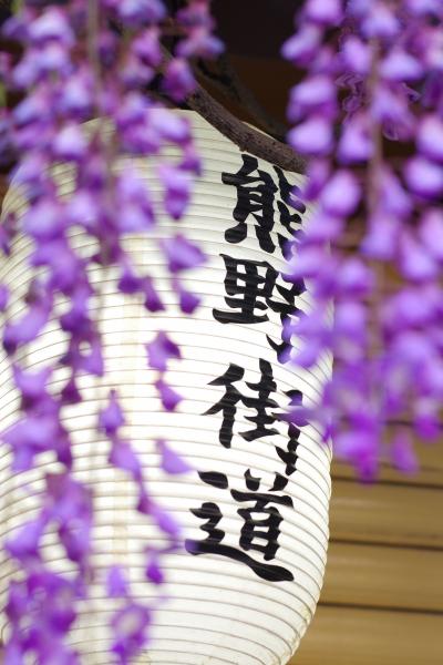 熊野街道信達宿 梶本家の野田藤の藤まつり　2025.4.26