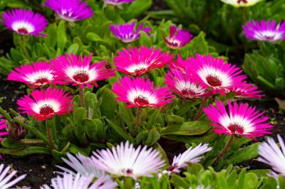 くじゅう花公園　2025年1回