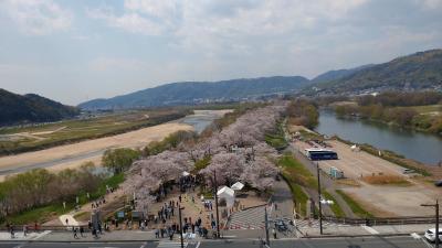 背割堤と男山のさくらまつり　その一