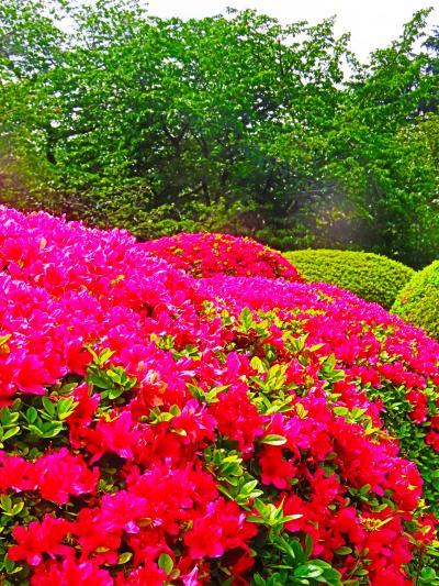 新宿御苑-１〈和趣〉桜の苑　玉藻池　日本庭園　旧御凉亭　☆八重桜/ツツジ/フジの花見ごろ