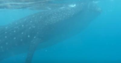 2025年ゴールデンウィーク　セブ島・パングラオ島の旅③