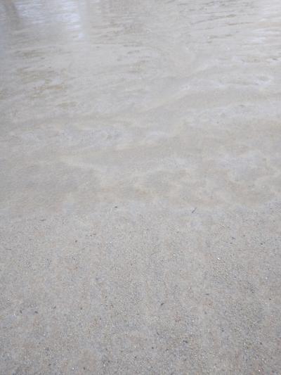 モルモットの赤ちゃん