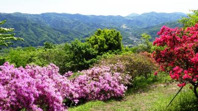 ツツジを求めて-長瀞、宝登山