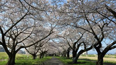 2025年4月16日～7泊8日　満開の東北6県桜の旅　4県目の岩手県編1（北上市～奥州市～一関市）