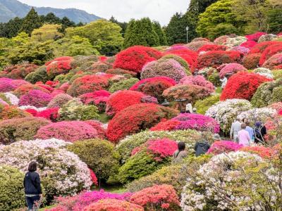 【徒然日記】2025年5月~箱根でツツジ鑑賞~