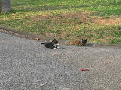猫探し【沖縄】波上宮とフェリー海邦