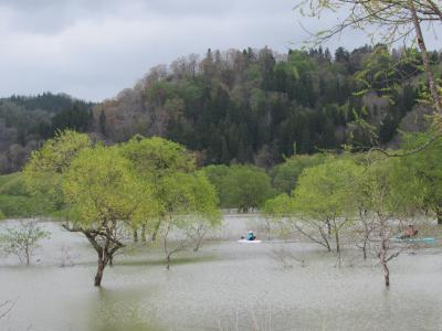 飯豊町「白川湖の水没林」