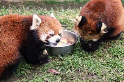 2025年も春の動物園祭りの茶臼山動物園（３）レッサーパンダ特集：新たに仲間入りしたムギくんと栄作くん～微雨の特別屋外展示で入園式のガイドも