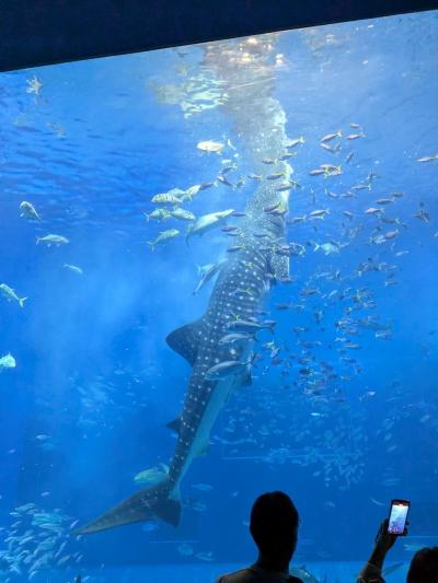 今日は美ら海水族館を朝から楽しんで那覇へ行くよ