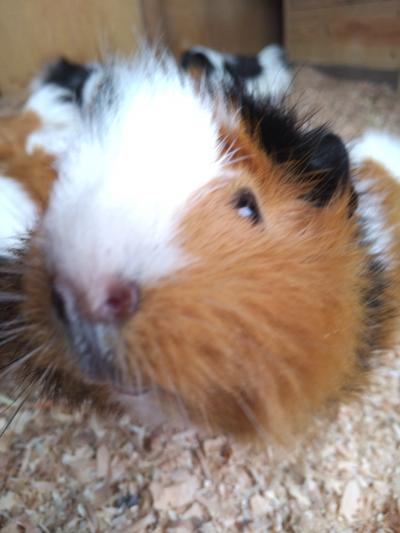 モルモットの赤ちゃん