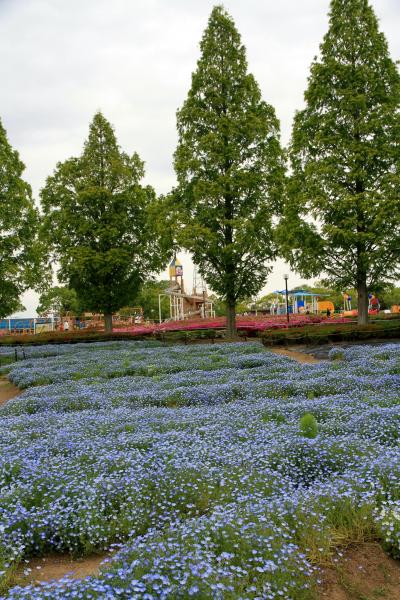 ひまわりの丘公園（2025年5月9日）　ネモフィラが綺麗に咲いていました。