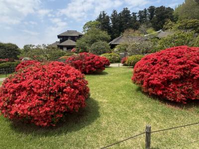 茨城旅　vol3　水戸（後編）　偕楽園のつつじ～好文亭～帰路～あんこうの駅弁で〆☆＆にゃーん２