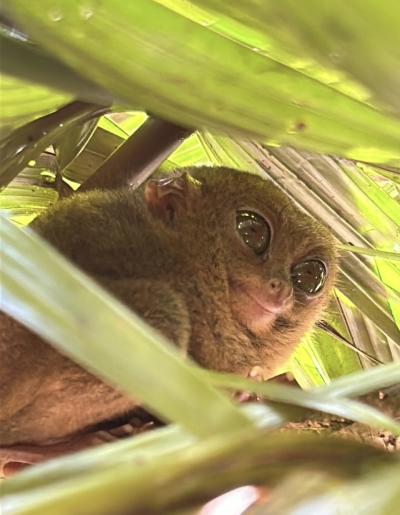 ターシャと、魚たちに会いにセブへ、初フィリピン。