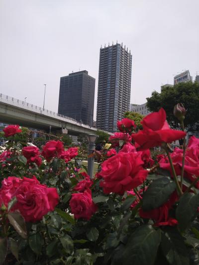 中之島バラ園と鯛めしとカフェの日帰り