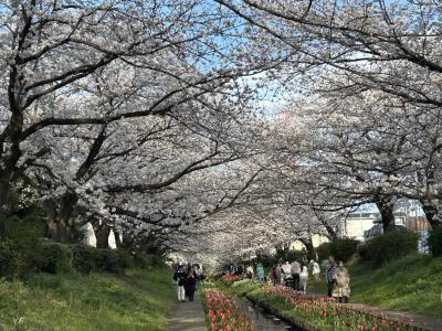 今年の桜は江川せせらぎ緑道で見納め