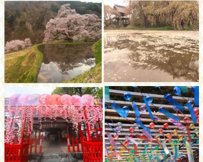 愛知県大野瀬町の大安寺枝垂桜、長野県桜の花筏、水車の里公園の桜、駒つなぎの桜の昼と夜♪＆名古屋別小江神社、伊奴神社♪