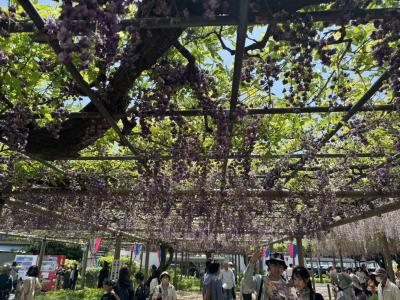 5月の帰国①江南藤祭り