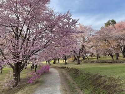 どこへ行っても麺が主食♪ 帯広の旅 2日目《朝から花見で整う編》