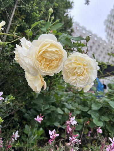 関西万博Diary⑦