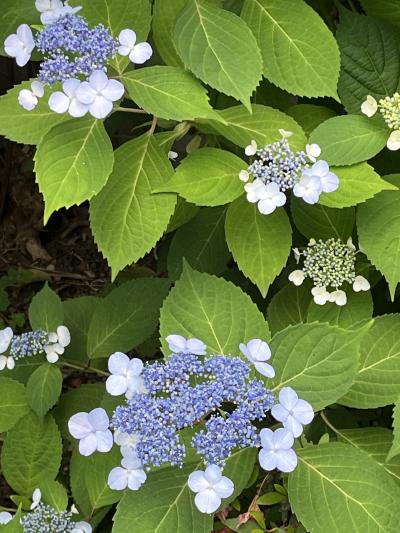 初夏の東京をぶらぶら 5月後編