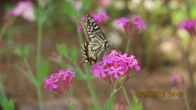 ビバホーム横の花壇で見られた蝶