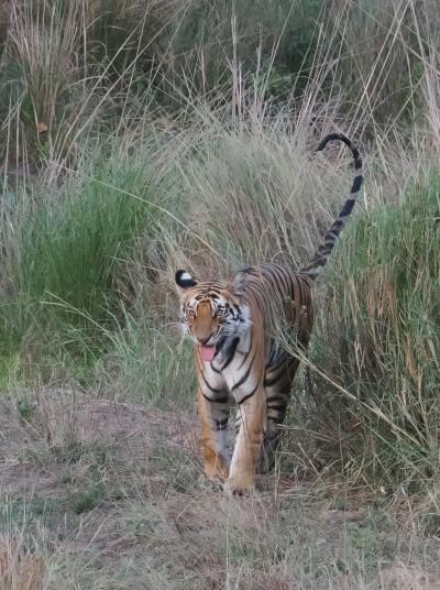 【トラ・トラ・トラ】 ベンガルタイガーを撮る 3/3【バンダウガル国立公園】