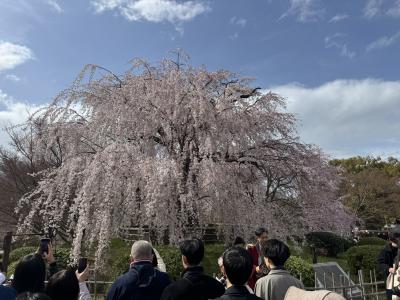１泊で京都のお花見へ　～京都府庁、京都御所、二条城、円山公園を回りました～