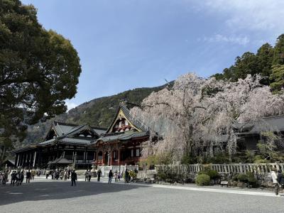 しだれ桜を見に、身延山・久遠寺へ(1)