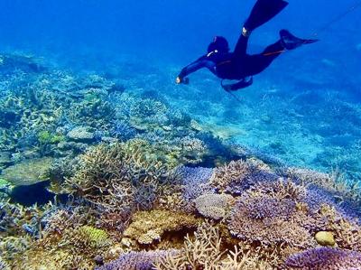 【タイさんの旅】加計呂麻島 須子茂でシュノーケリングツアー。加計呂麻島33日目