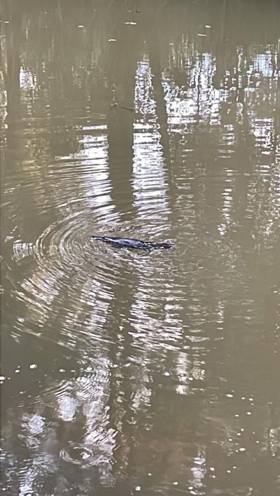 動物に出会えるかな?ケアンズへ③2日目