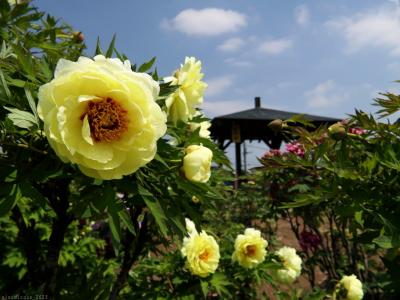 「瑠璃ぼたん園」のボタン_2025_ほとんどの花が見頃過ぎ、でも黄色の花は見頃でした（本庄市）