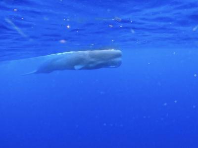 【タイさんの旅】マッコウクジラスイミング 2回目。　加計呂麻島39日目