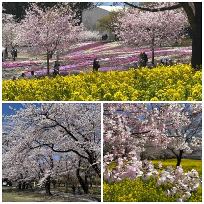 春スキーは群馬の玉原へ。⑥赤城神社～みやぎ千本桜の森公園の桜祭り～北関東のファミレス「いっちょうさん」でランチ～太田市北部運動公園。。