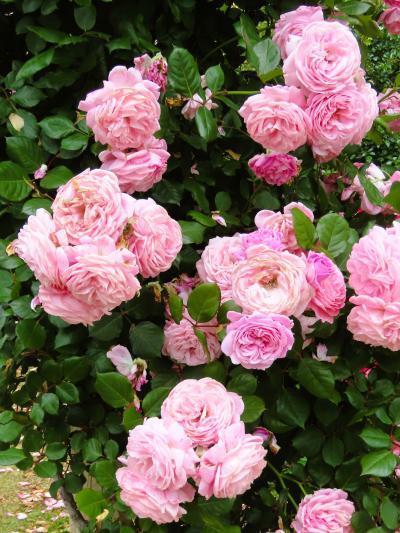 京成バラ園‐4　多種多彩-1600品種（最新新種～野生種）揃え　☆ラベル丁寧-作出者/発表年