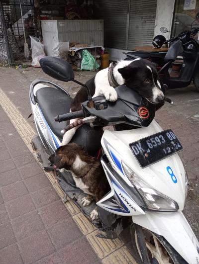 2025GW②バリ島じゃらんじゃらん! バリ島で一番安いマリオット系ホテルフォーポイントバイシェラトン・ウブドでコマネカ ラササヤン滞在記