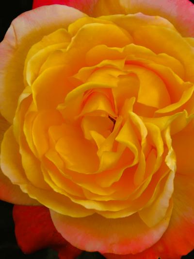 京成バラ園‐5　命名色々　プロローグ　プレーボーイ　ヒストリー　☆モナリザ　月光　きらり