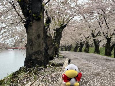 念願の弘前のソメイヨシノを見てきました。