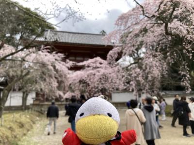 京都の桜2025 （枝垂れ桜中心でした。）