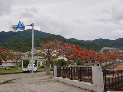 【タイさんの旅】再び奄美大島 名瀬に行きます。　加計呂麻島46日目